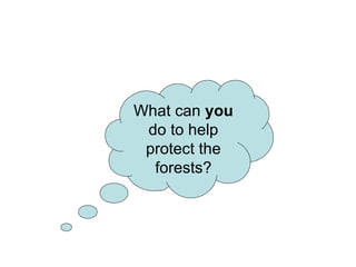 What can  you  do to help protect the forests? 