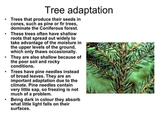 Tree adaptation Trees that produce their seeds in cones, such as pine or fir trees, dominate the Coniferous forest.  These trees often have shallow roots that spread out widely to take advantage of the moisture in the upper levels of the ground, which only thaws occasionally.  They are also shallow because of the poor soil and rocky conditions.      Trees have pine needles instead of broad leaves. They are an important adaptation due to the climate. Pine needles contain very little sap, so freezing is not much of a problem.  Being dark in colour they absorb what little light falls on their surfaces. 