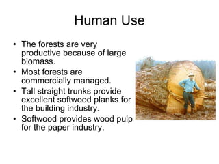 Human Use The forests are very productive because of large biomass. Most forests are commercially managed. Tall straight trunks provide excellent softwood planks for the building industry. Softwood provides wood pulp for the paper industry. 