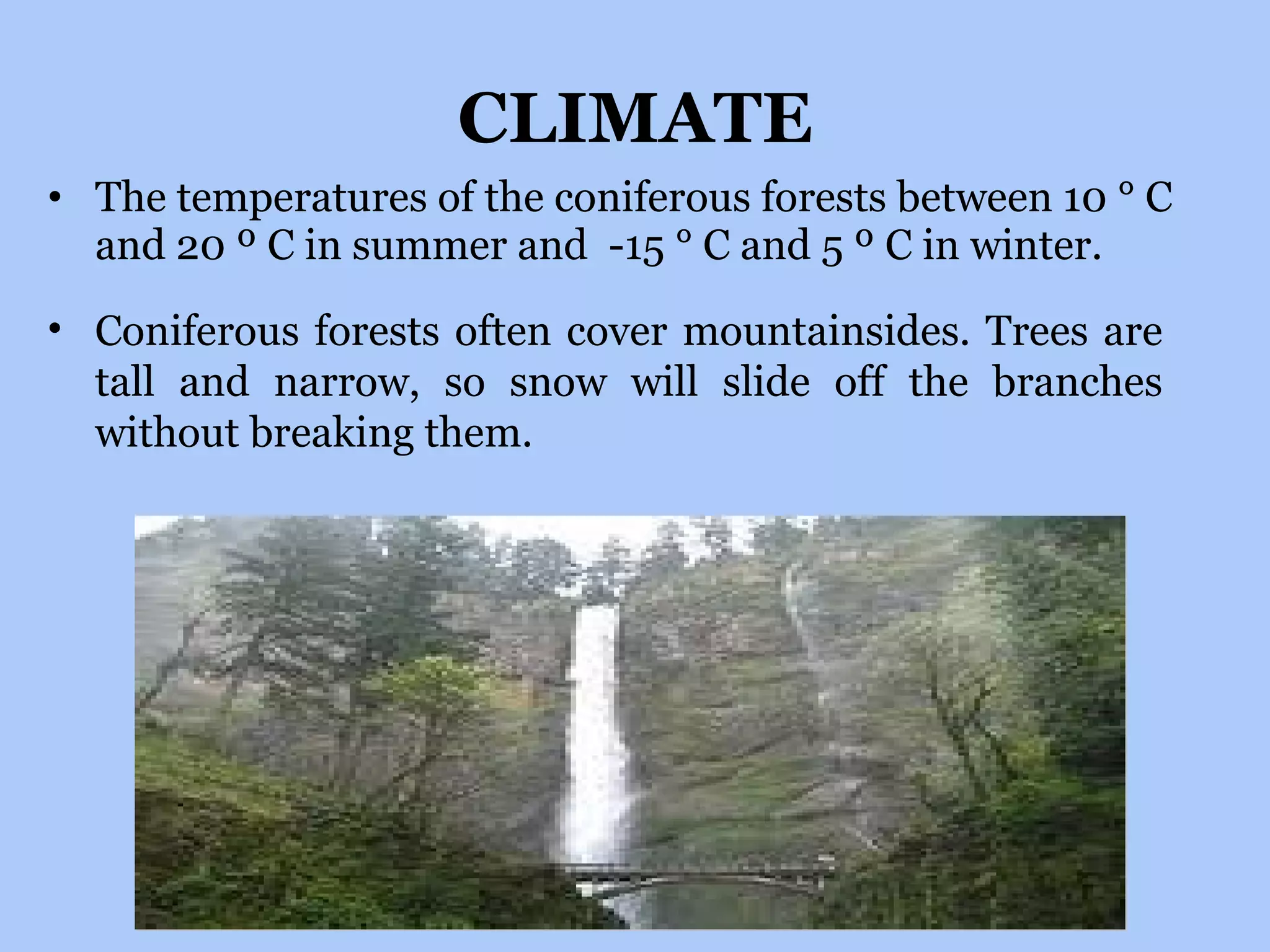 CLIMATE The temperatures of the coniferous forests between 10 ° C and 20 º C in summer and  -15 ° C and 5 º C in winter. Coniferous forests often cover mountainsides. Trees are tall and narrow, so snow will slide off the branches without breaking them. 