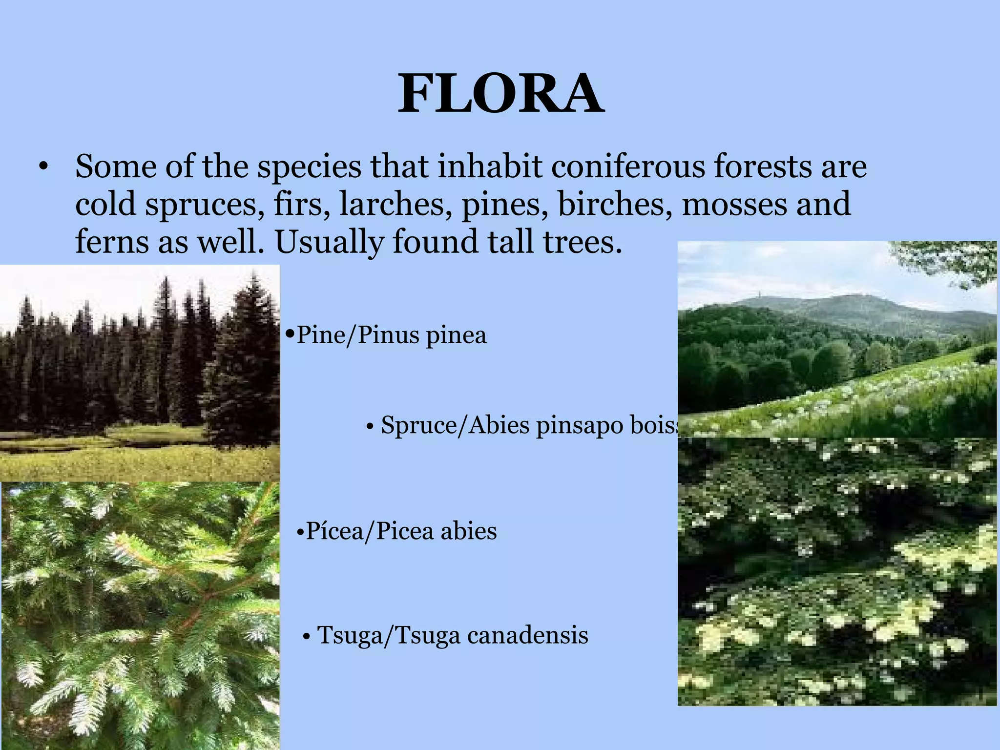 FLORA Some of the species that inhabit coniferous forests are cold spruces, firs, larches, pines, birches, mosses and ferns as well. Usually found tall trees. • Pine/Pinus pinea •   Abeto/   • Spruce/Abies pinsapo boiss • Pícea/Picea abies •  Tsuga/Tsuga canadensis 