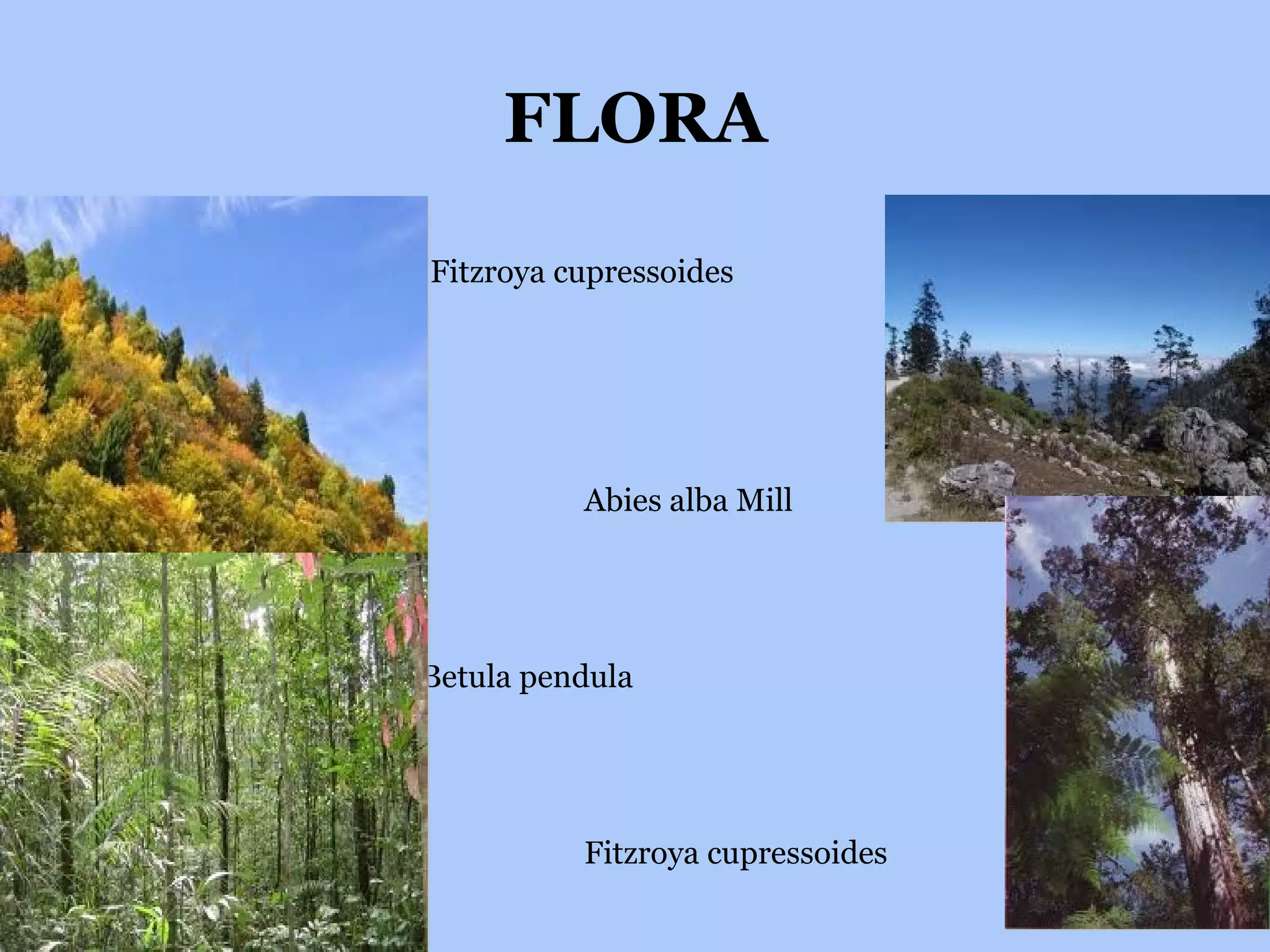 FLORA Fitzroya cupressoides Abies alba Mill Betula pendula Fitzroya cupressoides 