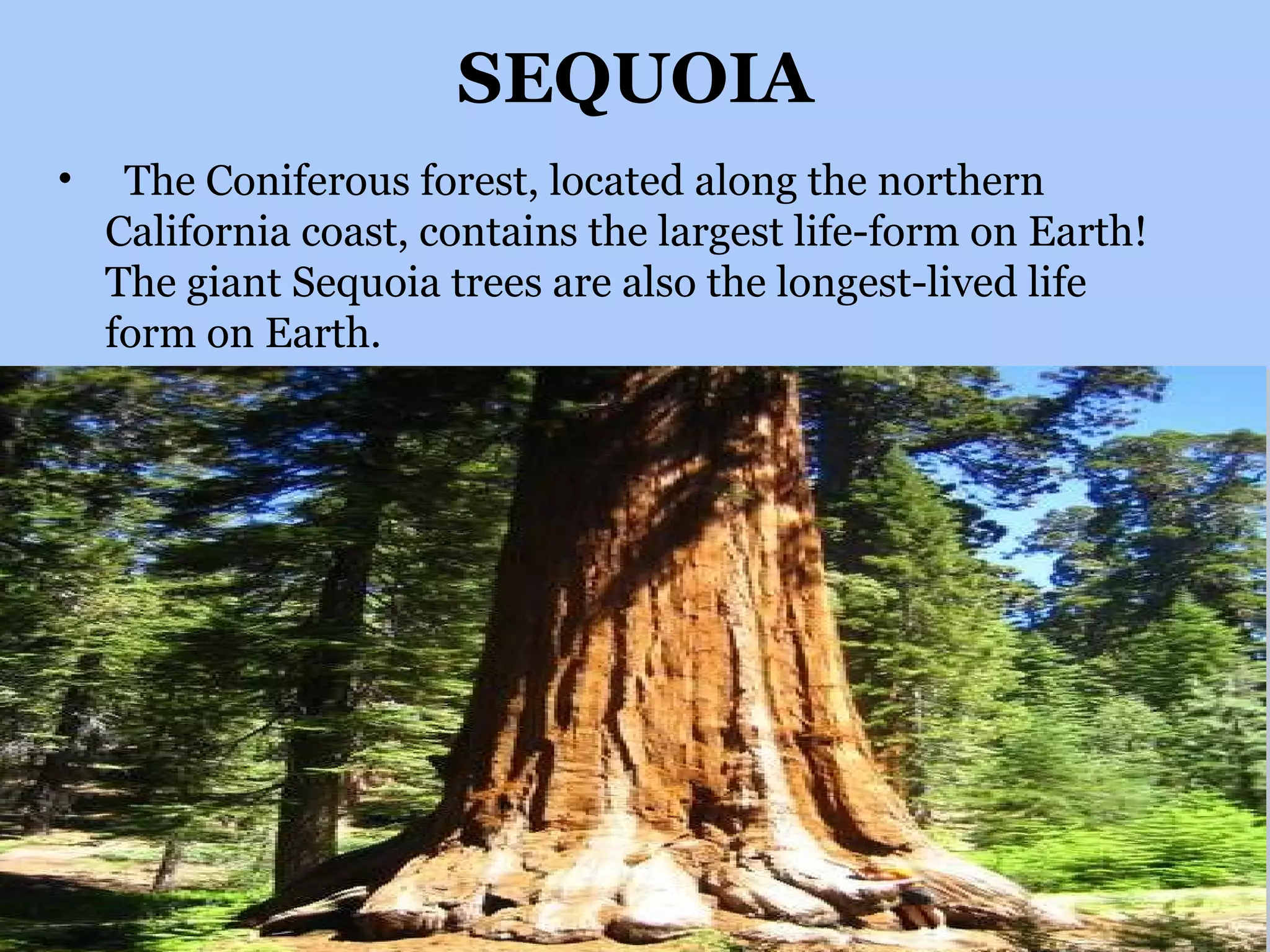 SEQUOIA The Coniferous forest, located along the northern California coast, contains the largest life-form on Earth! The giant Sequoia trees are also the longest-lived life form on Earth.  