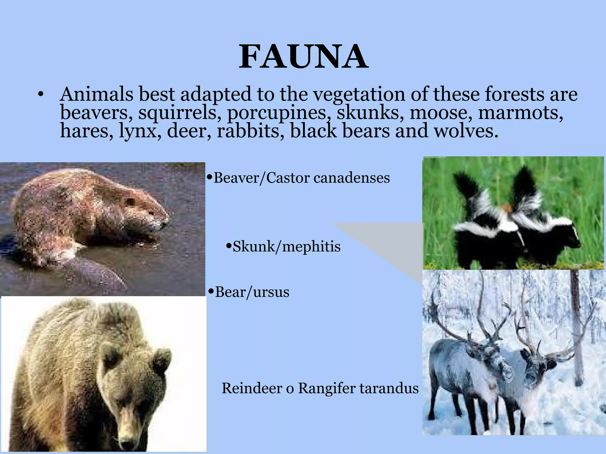 FAUNA Animals best adapted to the vegetation of these forests are beavers, squirrels, porcupines, skunks, moose, marmots, hares, lynx, deer, rabbits, black bears and wolves. • Beaver/Castor canadenses • Skunk/mephitis • Bear/ursus Reindeer o Rangifer tarandus 