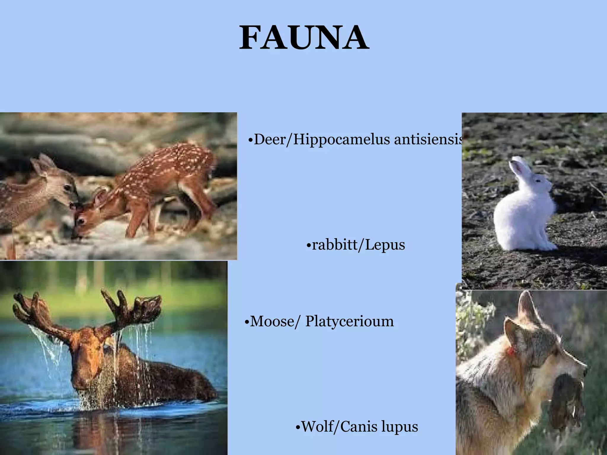 FAUNA • Deer/Hippocamelus antisiensis • rabbitt/Lepus • Moose/ Platycerioum • Wolf/Canis lupus 