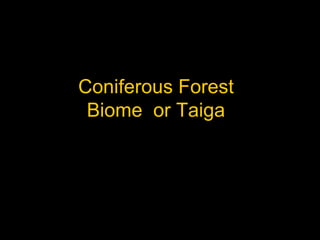 Coniferous Forest
Biome or Taiga
 