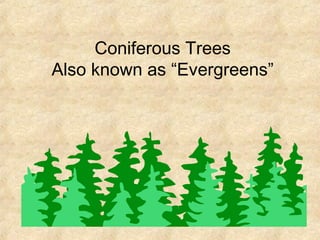 Coniferous Trees
Also known as “Evergreens”
 