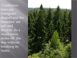Coniferous
trees are
triangular
shaped and the
branches are
soft and
flexible. As a
result snow
slides off the
tree without
breaking its
limbs.

 