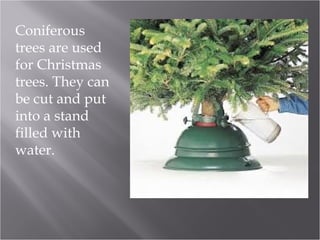 Coniferous
trees are used
for Christmas
trees. They can
be cut and put
into a stand
filled with
water.

 