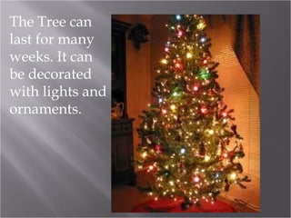 The Tree can
last for many
weeks. It can
be decorated
with lights and
ornaments.

 