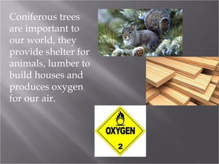 Coniferous trees
are important to
our world, they
provide shelter for
animals, lumber to
build houses and
produces oxygen
for our air.

 