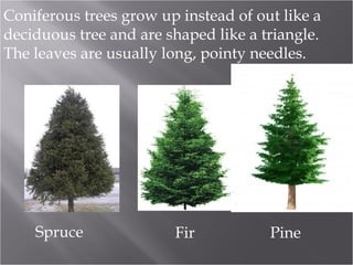 Coniferous trees grow up instead of out like a
deciduous tree and are shaped like a triangle.
The leaves are usually long, pointy needles.

Spruce

Fir

Pine

 