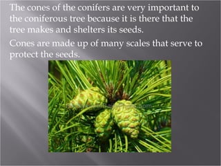 The cones of the conifers are very important to
the coniferous tree because it is there that the
tree makes and shelters its seeds.
Cones are made up of many scales that serve to
protect the seeds.

 