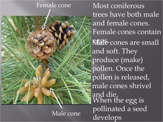 Female cone

Male cone

Most coniferous
trees have both male
and female cones.
Female cones contain
eggs.
Male cones are small
and soft. They
produce (make)
pollen. Once the
pollen is released,
male cones shrivel
and die.
When the egg is
pollinated a seed
develops

 