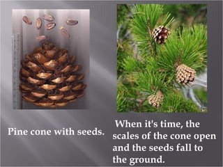 When it's time, the
Pine cone with seeds. scales of the cone open
and the seeds fall to
the ground.

 