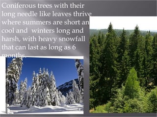 Coniferous trees with their
long needle like leaves thrive
where summers are short and
cool and winters long and
harsh, with heavy snowfall
that can last as long as 6
months.

 