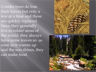 Conifer trees do lose
their leaves but only a
few at a time and these
are quickly replaced.
Since they generally
live in colder areas of
the world, they always
have some leaves so as
soon as it warms up
and the sun shines, they
can make food.

 