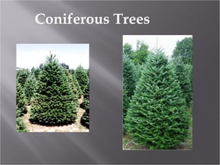 Coniferous Trees

 