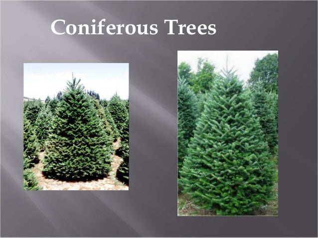 What are some coniferous trees