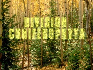 Conifers (Biodiversity)