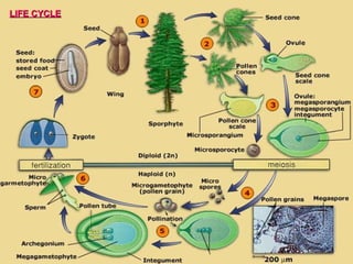LIFE CYCLE
 