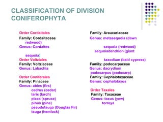 CLASSIFICATION OF DIVISION
CONIFEROPHYTA

  Order Cordaitales                  Family: Araucariaceae
  Family: Cordaitaceae               Genus: metasequoia (dawn
     redwood)
  Genus: Cordaites                         sequoia (redwood)
                                       sequoiadendrion (giant
     sequoia)
  Order Voltziales                           taxodium (bald cypress)
  Family: Voltziaceae                Family: podocarpaceae
  Genus: Labachia                    Genus: dacrydium
                                     podocarpus (podocarp)
  Order Coniferales                  Family: Cephalotaxaceae
  Family: Pinaceae                   Genus: cephalotaxus
  Genus: abies (firs)
         cedrus (cedar)              Order Taxales
         larix (larch)               Family: Taxaceae
         picea (spruce)              Genus: taxus (yew)
         pinus (pine)                      torreya
         pseudotsuga (Douglas Fir)
         tsuga (hemlock)
 