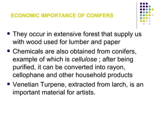 ECONOMIC IMPORTANCE OF CONIFERS


   They occur in extensive forest that supply us
    with wood used for lumber and paper
   Chemicals are also obtained from conifers,
    example of which is cellulose ; after being
    purified, it can be converted into rayon,
    cellophane and other household products
   Venetian Turpene, extracted from larch, is an
    important material for artists.
 