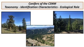 Conifers of the CSNM
Taxonomy - Identification Characteristics - Ecological Role
 