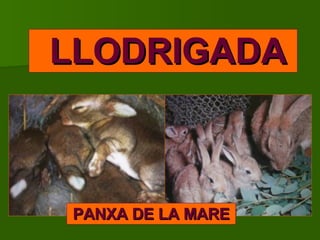 LLODRIGADA PANXA DE LA MARE 