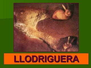 LLODRIGUERA 