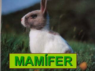 MAMÍFER 