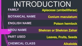 INTRODUCTION
FAMILY Apiaceae (umbelliferae)
BOTANICAL NAME Conium maculatum
ENGLISH NAME Poison hemlock
URDU NAME Shekran or Shekran Zahar
PART USED Leaves, Fruits, Seeds
CHEMICAL CLASS Alkaloids
 