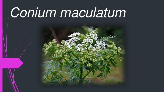 Image result for conium homeopathic medicine