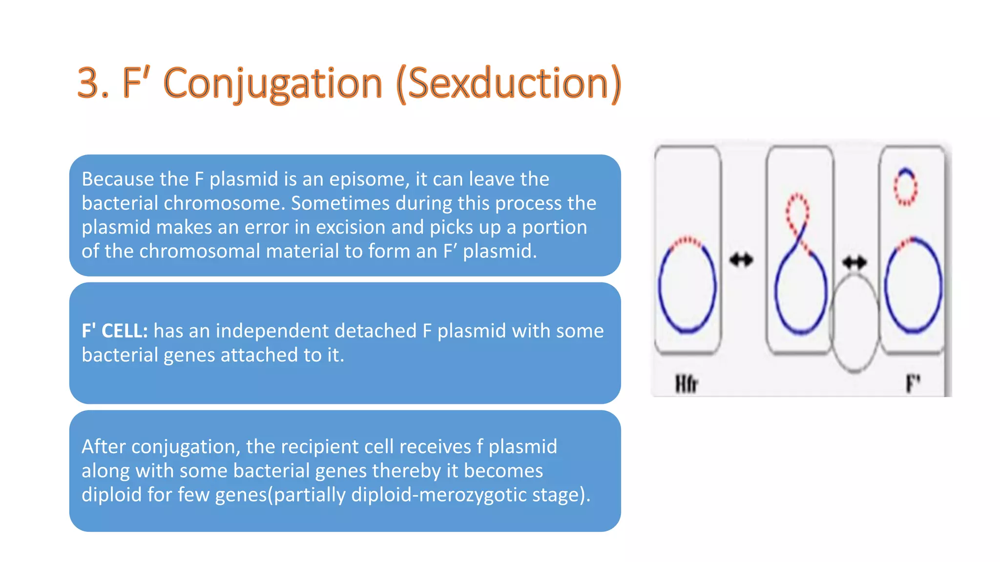 Because the F plasmid is an episome, it can leave the
bacterial chromosome. Sometimes during this process the
plasmid makes an error in excision and picks up a portion
of the chromosomal material to form an F′ plasmid.
F' CELL: has an independent detached F plasmid with some
bacterial genes attached to it.
After conjugation, the recipient cell receives f plasmid
along with some bacterial genes thereby it becomes
diploid for few genes(partially diploid-merozygotic stage).
 