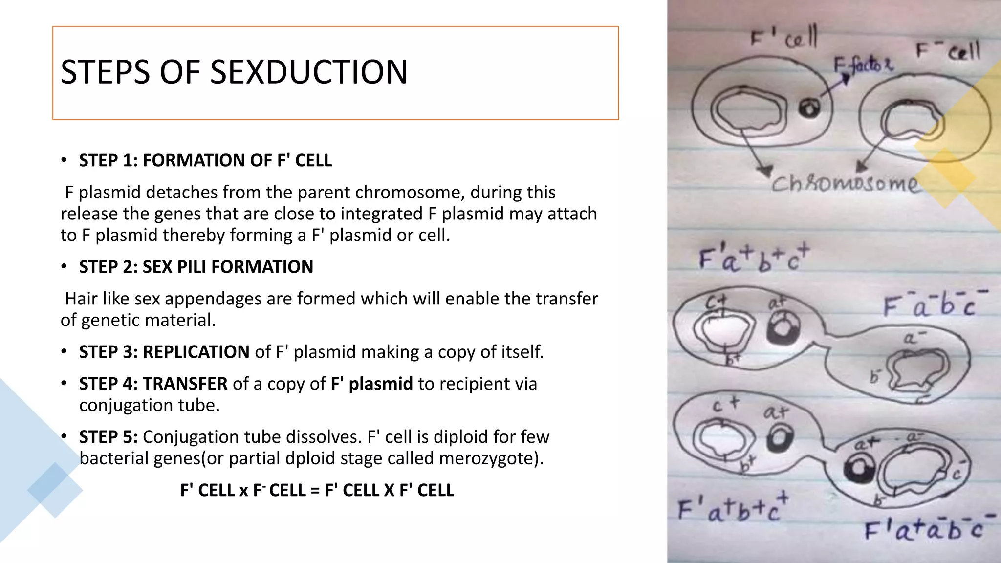 STEPS OF SEXDUCTION
• STEP 1: FORMATION OF F' CELL
F plasmid detaches from the parent chromosome, during this
release the genes that are close to integrated F plasmid may attach
to F plasmid thereby forming a F' plasmid or cell.
• STEP 2: SEX PILI FORMATION
Hair like sex appendages are formed which will enable the transfer
of genetic material.
• STEP 3: REPLICATION of F' plasmid making a copy of itself.
• STEP 4: TRANSFER of a copy of F' plasmid to recipient via
conjugation tube.
• STEP 5: Conjugation tube dissolves. F' cell is diploid for few
bacterial genes(or partial dploid stage called merozygote).
F' CELL x F- CELL = F' CELL X F' CELL
 