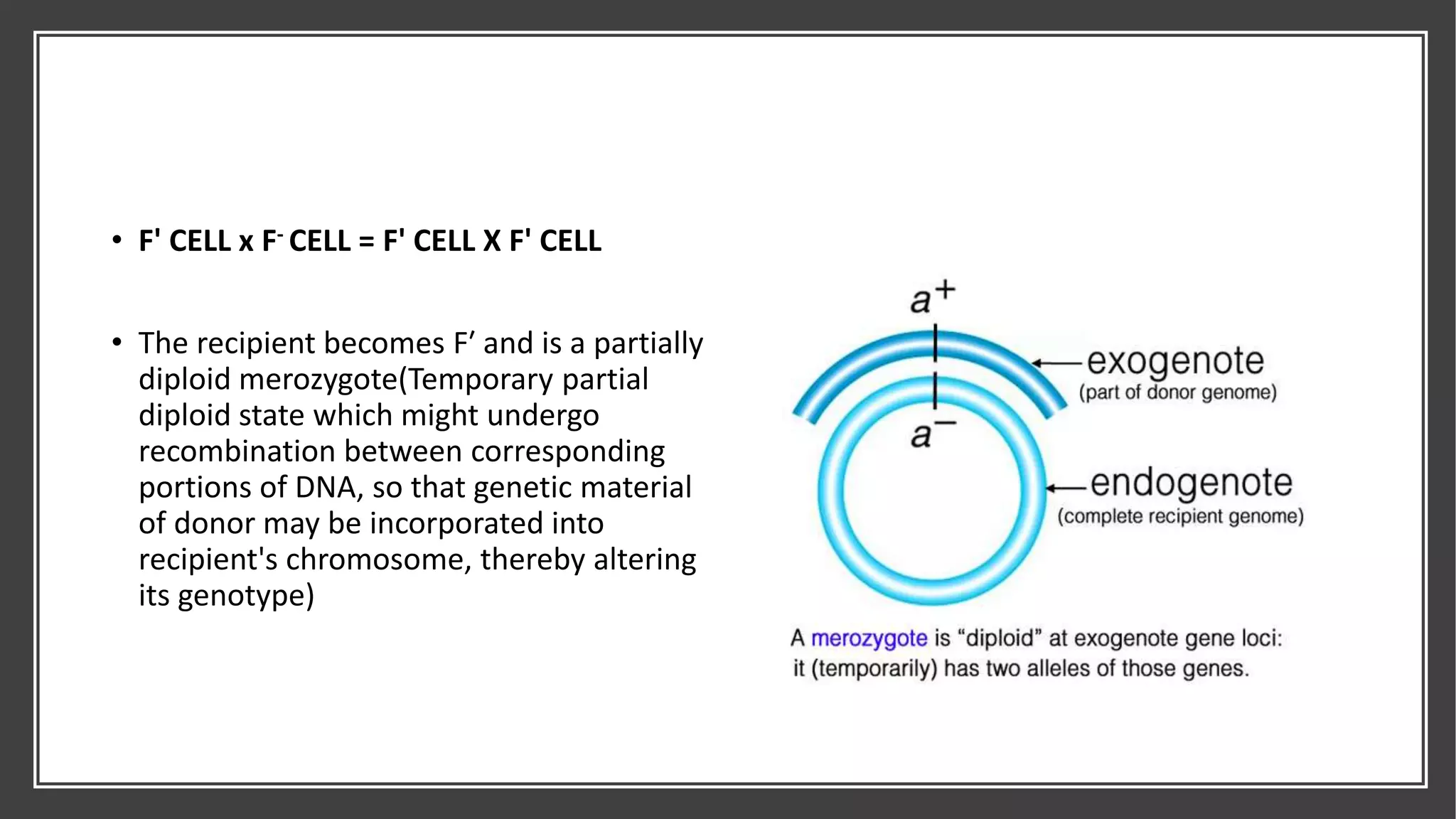 • F' CELL x F- CELL = F' CELL X F' CELL
• The recipient becomes F′ and is a partially
diploid merozygote(Temporary partial
diploid state which might undergo
recombination between corresponding
portions of DNA, so that genetic material
of donor may be incorporated into
recipient's chromosome, thereby altering
its genotype)
 