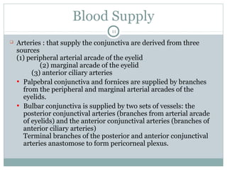 Blood Supply
11
 Arteries : that supply the conjunctiva are derived from three
sources
(1) peripheral arterial arcade of the eyelid
(2) marginal arcade of the eyelid
(3) anterior ciliary arteries
• Palpebral conjunctiva and fornices are supplied by branches
from the peripheral and marginal arterial arcades of the
eyelids.
• Bulbar conjunctiva is supplied by two sets of vessels: the
posterior conjunctival arteries (branches from arterial arcade
of eyelids) and the anterior conjunctival arteries (branches of
anterior ciliary arteries)
Terminal branches of the posterior and anterior conjunctival
arteries anastomose to form pericorneal plexus.
 