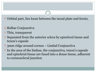  Orbital part, lies loose between the tarsal plate and fornix.
II.Bulbar Conjunctiva
 Thin, transparent
 Separated from the anterior sclera by episcleral tissue and
tenon’s capsule
 3mm ridge around cornea – Limbal Conjunctiva
 In the area of the limbus, the conjunctiva, tenon’s capsule
and episcleral tissue are fused into a dense tissue, adherent
to corneoscleral junction
4
 
