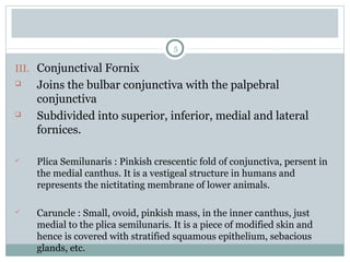 III. Conjunctival Fornix
 Joins the bulbar conjunctiva with the palpebral
conjunctiva
 Subdivided into superior, inferior, medial and lateral
fornices.
 Plica Semilunaris : Pinkish crescentic fold of conjunctiva, persent in
the medial canthus. It is a vestigeal structure in humans and
represents the nictitating membrane of lower animals.
 Caruncle : Small, ovoid, pinkish mass, in the inner canthus, just
medial to the plica semilunaris. It is a piece of modified skin and
hence is covered with stratified squamous epithelium, sebacious
glands, etc.
5
 