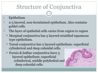 Structure of Conjunctiva
I. Epithelium
 2-5 layered, non-keratinized epithelium. Also contains
goblet cells.
 The layer of epithelial cells varies from region to region
• Marginal conjunctiva has 5 layered stratified squamous
type epithelium.
• Tarsal conjunctiva has 2 layered epithelium: superficial
cylinderical and deep cuboidal cells.
• Fornix & bulbar conjunctiva have 3
layered epithelium: superficial
cylinderical, middle polyhedral and
deep cuboidal cells.
6
 