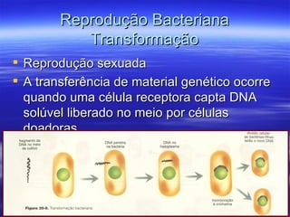 Reprodução Bacteriana
           Transformação
 Reprodução sexuada
 A transferência de material genético ocorre
  quando uma célula receptora capta DNA
  solúvel liberado no meio por células
  doadoras.
 