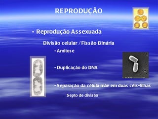 RE PRODUÇ ÃO


• Reproduç ão A s s exuada
    Divis ão celular / Fis s ão Binária
         - A mitos e


         - Duplicaç ão do DNA



         - S eparação da c élula mãe em duas c éls -filhas

               S epto de divis ão
 