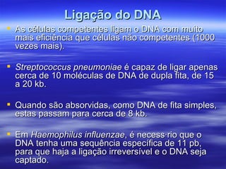 Ligação do DNA
 As células competentes ligam o DNA com muito
  mais eficiência que células não competentes (1000
  vezes mais).

 Streptococcus pneumoniae é capaz de ligar apenas
  cerca de 10 moléculas de DNA de dupla fita, de 15
  a 20 kb.

 Quando são absorvidas, como DNA de fita simples,
  estas passam para cerca de 8 kb.

 Em Haemophilus influenzae, é necessário que o
  DNA tenha uma sequência específica de 11 pb,
  para que haja a ligação irreversível e o DNA seja
  captado.
 