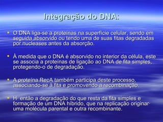 Integração do DNA:
 O DNA liga-se a proteínas na superfície celular, sendo em
  seguida absorvido ou tendo uma de suas fitas degradadas
  por nucleases antes da absorção.

 À medida que o DNA é absorvido no interior da célula, este
  se associa a proteínas de ligação ao DNA de fita simples,
  protegendo-o de degradação.

 A proteína RecA também participa deste processo,
  associando-se à fita e promovendo a recombinação.

 Há então a degradação do que resta da fita simples e
  formação de um DNA híbrido, que na replicação originará
  uma molécula parental e outra recombinante.
 