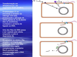 Transformação em
Streptococcus, um
organismo Gram positivo.

O autoindutor (1) ao
encontrar o receptor (2)
interage com este,
promovendo a ativação de
vários genes (3, 4 e 5) dentre
eles as autolisinas,
nucleases e proteína de
ligação ao DNA.

Uma das fitas do DNA passa
a ser captada pela célula,
enquanto a outra é
degradada (6).

Ao penetrar na célula a fita
simples é protegida por
proteínas. Caso este DNa
encontre uma região
complementar, a proteína
RecA auxiliará sua
recombinação com o DNA
endógeno (7).
 