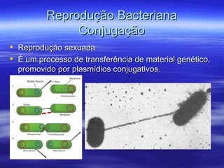 Reprodução Bacteriana
              Conjugação
 Reprodução sexuada
 É um processo de transferência de material genético,
  promovido por plasmídios conjugativos.
 