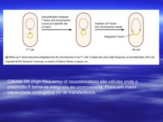 Células Hfr (high frequency of recombination) são células onde o
plasmídio F torna-se integrado ao cromossoma. Possuem maior
capacidade conjugativa ou de transferência.
 