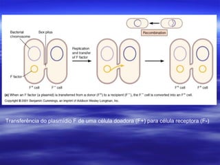 Transferência do plasmídio F de uma célula doadora (F+) para célula receptora (F-)
 