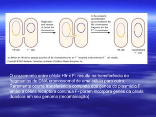 O cruzamento entre célula Hfr x F- resulta na transferência de
fragmentos de DNA cromossomal de uma célula para outra.
Raramente ocorre transferência completa dos genes do plasmídio F
então a célula receptora continua F- porém incorpora genes da célula
doadora em seu genoma (recombinação)
 