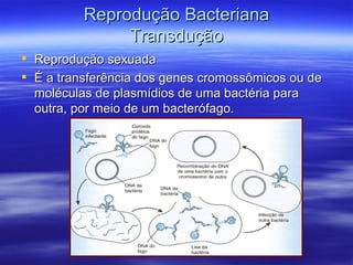 Reprodução Bacteriana
               Transdução
 Reprodução sexuada
 É a transferência dos genes cromossômicos ou de
  moléculas de plasmídios de uma bactéria para
  outra, por meio de um bacterófago.
 